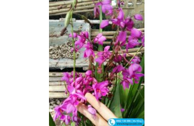 Cách trồng cây hoa chu đinh lan cho người mới trồng