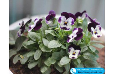 Các bước trồng cây hoa viola nở hoa đúng thời vụ đơn giản