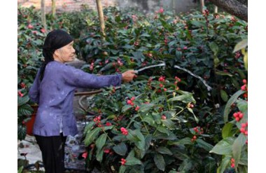 Làng nghề cây cảnh Phụng Công, Văn Giang lịch sử hàng trăm năm tuổi