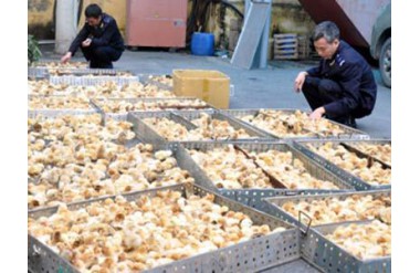 Chi hàng triệu USD để nhập khẩu vật nuôi