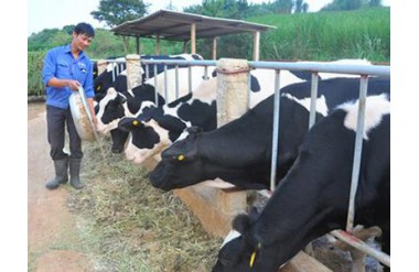 Lãi 100 triệu đồng/tháng nhờ nuôi bò sữa sạch