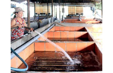 Nông dân Sài thành nuôi lươn độc chiêu đút túi hàng trăm triệu đồng 