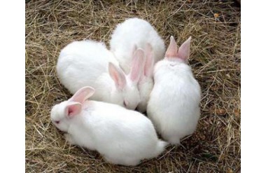 Kỹ thuật chăn nuôi thỏ quy mô hộ gia đình