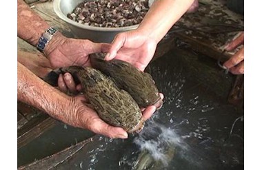 Kỹ thuật nuôi cá bống tượng trong bồn
