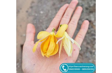 So sánh cây ngọc lan hoa vàng và ngọc lan trắng, loại nào thơm hơn?