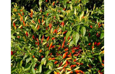 Quy trình trồng ớt đông