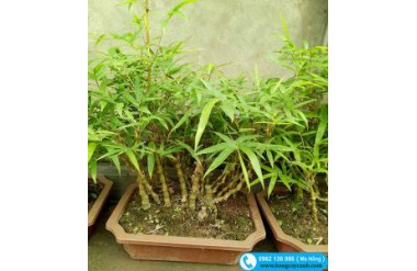 Kỹ thuật trồng cây trúc đùi gà đúng cách xanh tốt quanh năm