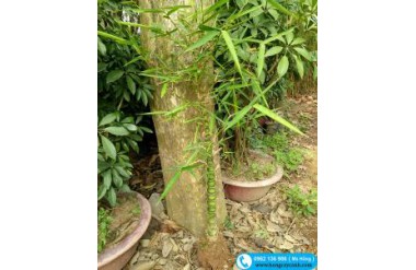 Những điều cần biết về cây trúc đùi gà
