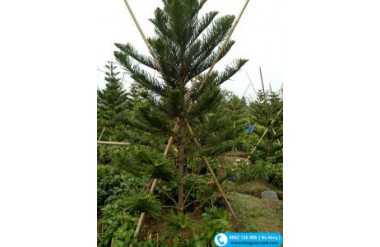 Thời vụ và điều kiện trồng cây tùng bách tán