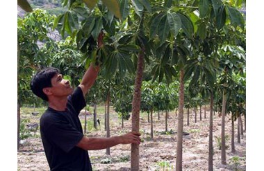 Kỹ thuật trồng và chăm sóc cây Trôm