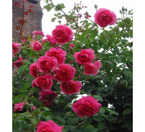 Cây hoa hồng leo tường vi