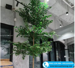 Cây bàng Đài Loan giả trang trí nội thất, văn phòng, quán cafe,...