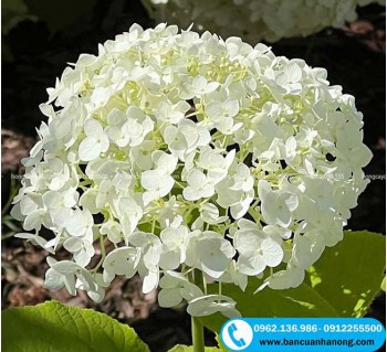 Cây cẩm tú cầu thân gỗ cho hoa đẹp màu trắng và hồng - 09122.55500 