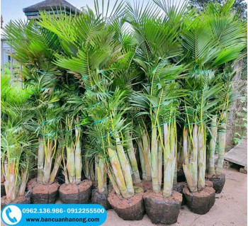 Bán cây cau lụa thân vàng đẹp, cao 1m-1m4
