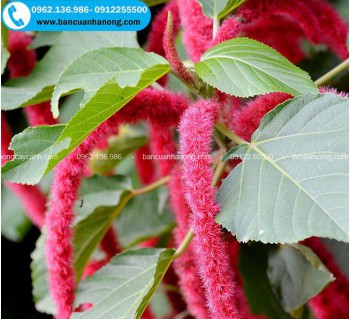 Bán cây đuôi chồn đỏ - cây tai tượng đuôi chồn trồng công trình bền và khỏe