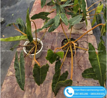 Cây Hạc Cam / Hạc Chân Cam Trồng Nội Thất Giá Tốt