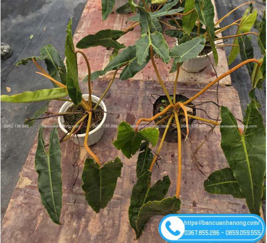 Cây Hạc Cam / Hạc Chân Cam Trồng Nội Thất Giá Tốt