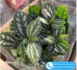 Cây hổ nhĩ trắng (Pilea Cadierei Aluminum) trồng nội thất