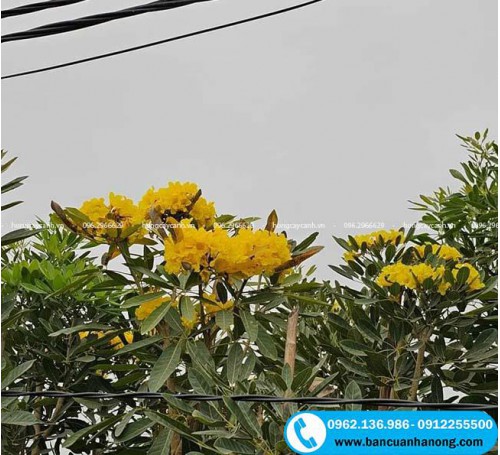 Cây chuông vàng trồng bóng mát sân vườn, cảnh quan đường kính 5-10cm