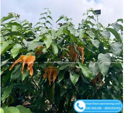 Cây Hoa Dẻ Cam – Hoa Đẹp Dân Dã, Thơm Quyến Rũ 