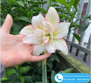 Cây Hoa Huệ Tây Cánh Đơn, Cánh Kép Đủ Màu