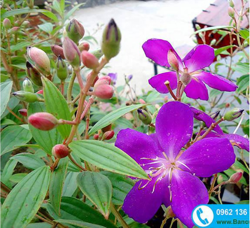 Quảng Bình: Những đồi hoa sim tím của nông dân khiến "dân phượt" phát sốt