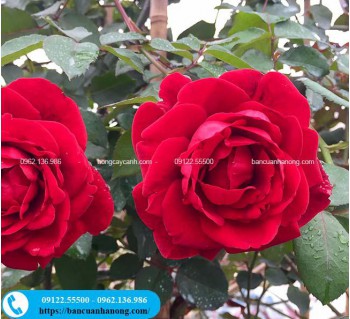  Cây hồng leo Hải Phòng leo giàn nhanh, ra hoa 4 mùa