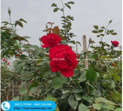 Cây hồng nhung ta 1 thân và bụi tại Hà Nội - giống hồng hoa đỏ thắm, thơm mạnh