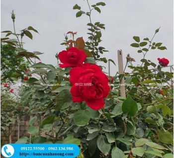 Cây hồng nhung ta 1 thân và bụi tại Hà Nội - giống hồng hoa đỏ thắm, thơm mạnh