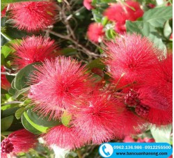 Cây kiều hùng - loại cây cho hoa đỏ, đẹp, thích hợp trồng vườn làm cây hoa cảnh, cây bóng mát