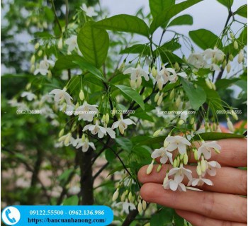 Cây mai chiếu thủy hoa trắng thơm ngọt trồng sân vườn