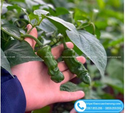 Cây Ớt Cu Tí Hình Dáng Độc Lạ, Quả Cay
