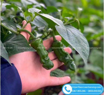 Cây Ớt Cu Tí Hình Dáng Độc Lạ, Quả Cay