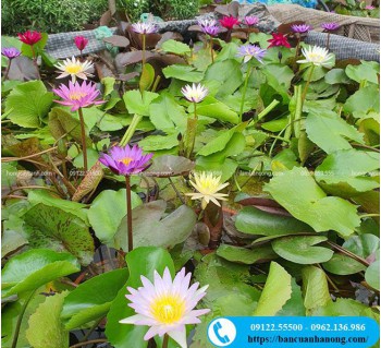 Cây hoa súng Thái Lan trồng thủy sinh đủ màu sắc