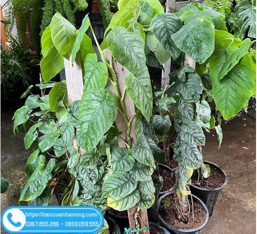 Cây tắc kè bạc (Monstera Dubia) leo bám tường đẹp