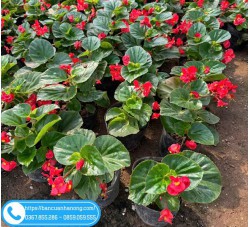 Cây hoa thu hải đường màu đỏ và hồng rực rỡ đáng trồng