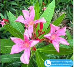 Cây Trúc Đào Thái Nhiều Màu Trồng Hàng Rào