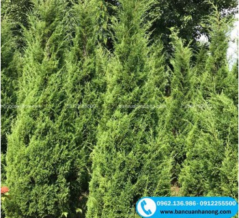 Cây tùng tháp  công trình cao 1m, 2m, 3m tại Hà Nội