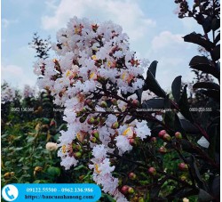 Cây tường vy huyết long hoa trắng tại Hà Nội