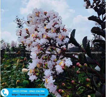Cây tường vy huyết long hoa trắng tại Hà Nội