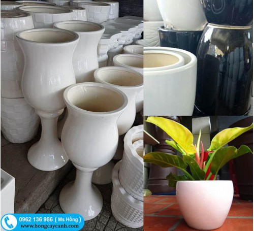 Chậu Sứ tròn/vuông trồng cây cảnh