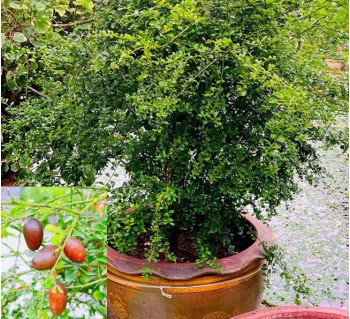 Trồng Cây Chanh Ngón Tay Đem Lại Giá Trị Cao Không Tưởng