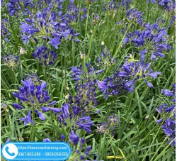 Hướng Dẫn Trồng Và Chăm Sóc Cây Thanh Anh Luôn Đẹp