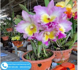 Chậu hoa lan Cattleya đủ màu sắc