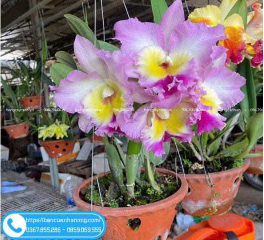 Chậu hoa lan Cattleya đủ màu sắc