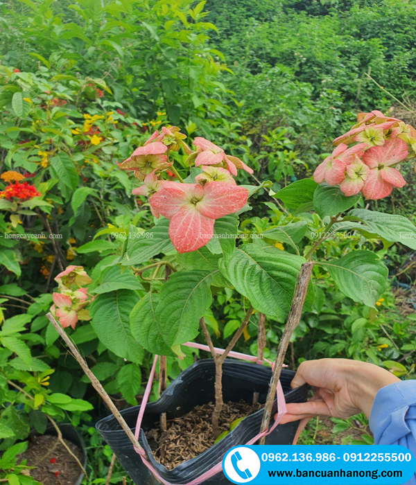 Cây én hồng có xuất xứ từ Ấn Độ và rất thích hợp với khí hậu Việt Nam