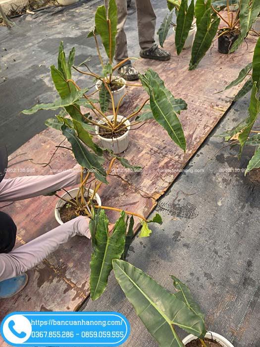 Giao cây hạc cam ở Hà Nội và các tỉnh lân cận