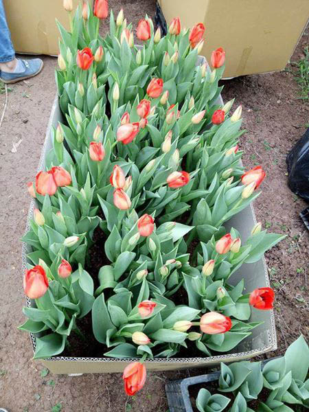 bán cây hoa tulip