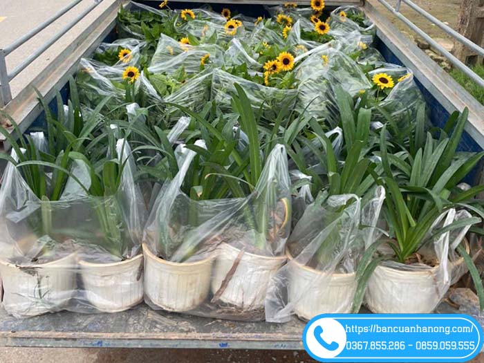 Vườn bán cây thanh anh và nhiều loại hoa đẹp khác