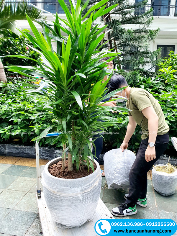 Bán chậu đá mài trồng cây đẹp tại Hà Nội